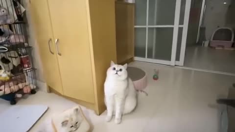 funny and cute cats