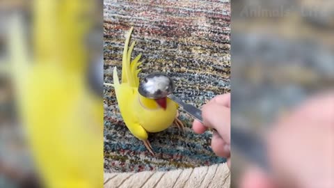 funny Animals 😂 animal funny video 😁 Animals comedy video 😲 funny video TikTok video