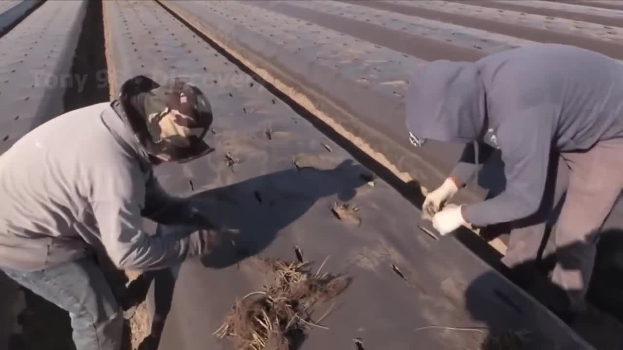 How To Produce Billions Of Strawberries In California - Strawberry Harvesting-12