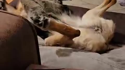 Sweet German Shepherd is Relaxing Comfortabley ||