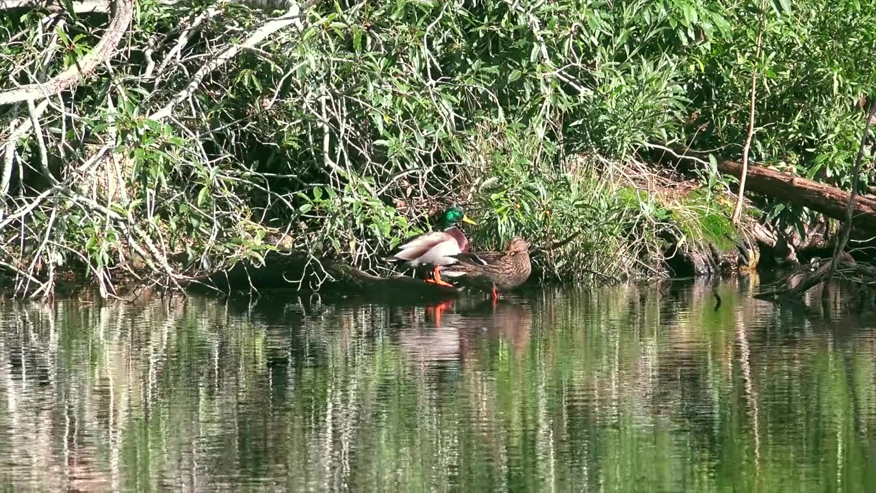 Amazing and wonderful bird duck