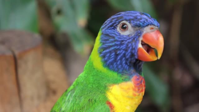 Beautiful Greeen Parrot