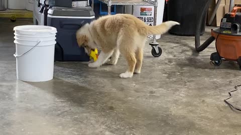 Smokey playing with his toy