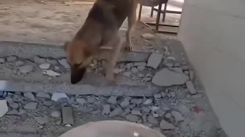 This soldier connects with this beautiful puppy in the war zone, feeds, & adopts him.