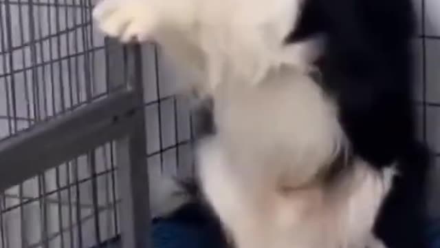CLEVER DOG