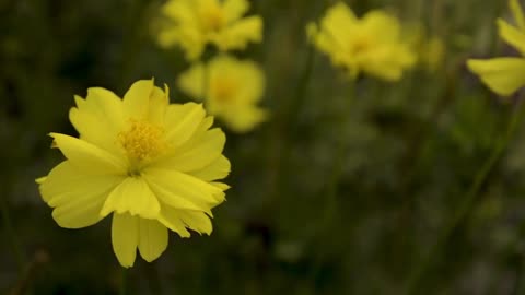 yellow flower