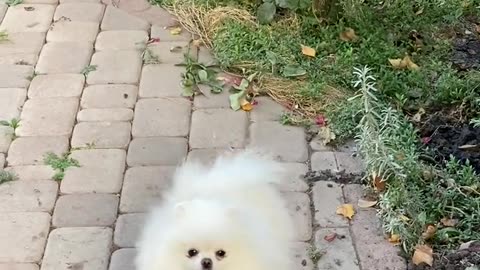 An Adorable White dog barking in street