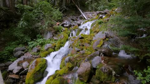 Mount Rainier National Park - Nature Relax Video, Summer Scenery