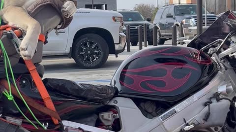 Husky Hangs Out On Motorcycle Car Seat