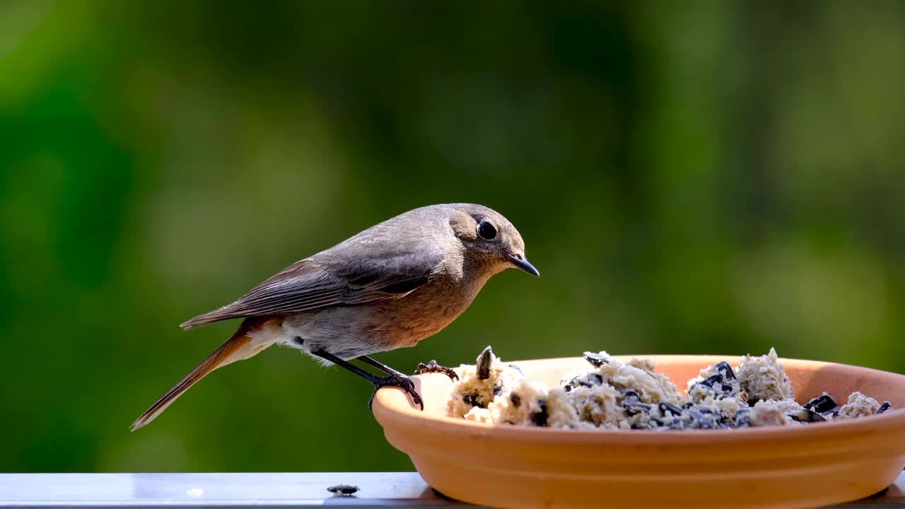 Relaxing evening spring birds chirping sound effect