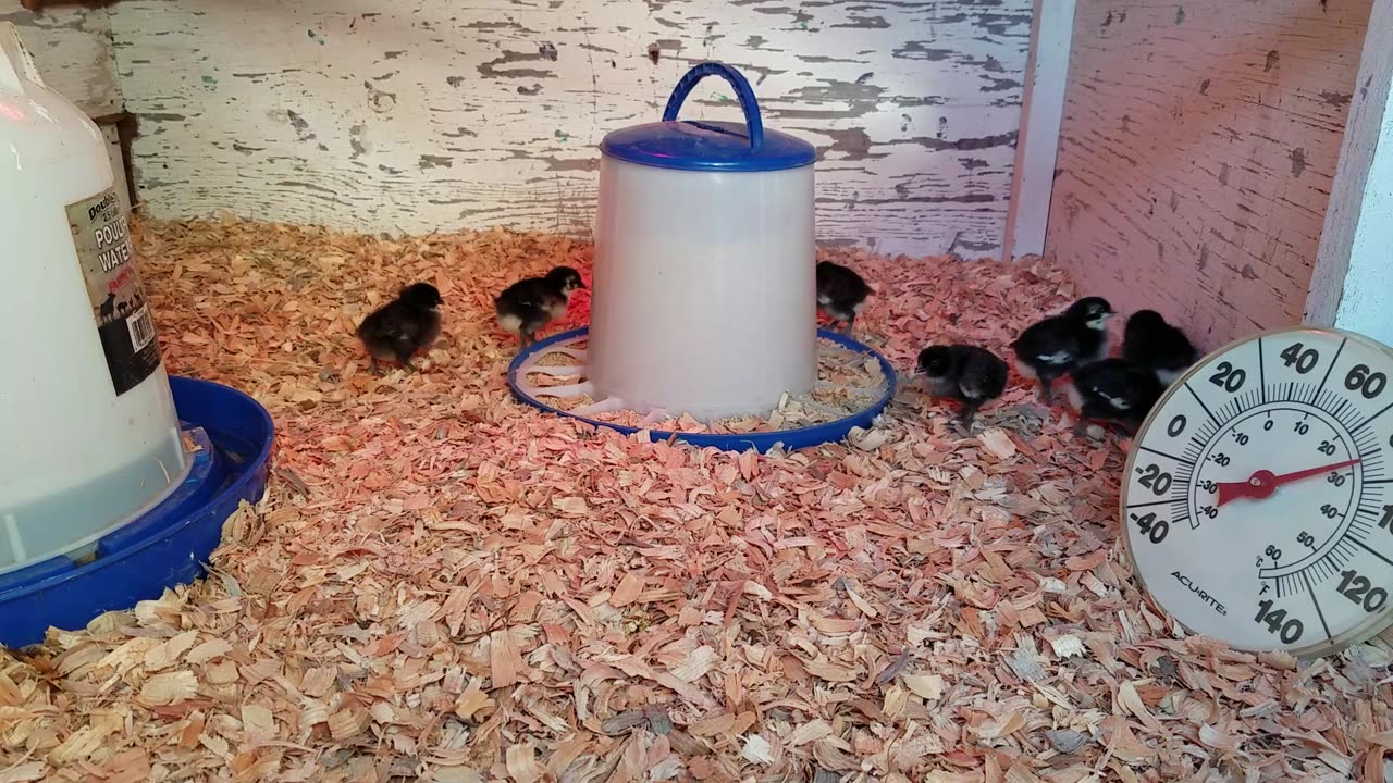 Copper Maran Chicks