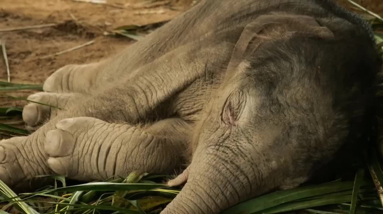 Most funny and cute elephant baby