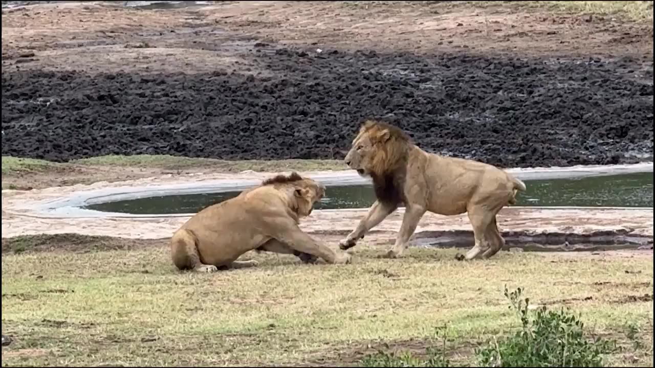 Stealthy male lion sneaks up on unsuspecting brother