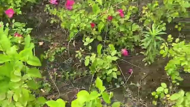 bird song flower fragrance small pink flower
