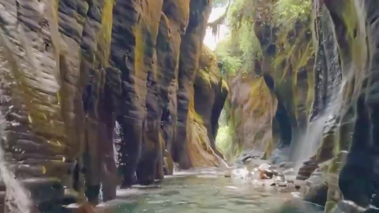 Panama forest