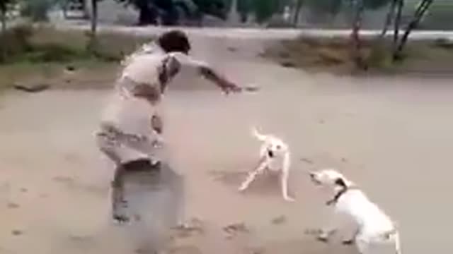 Man plays with dogs with out catch them