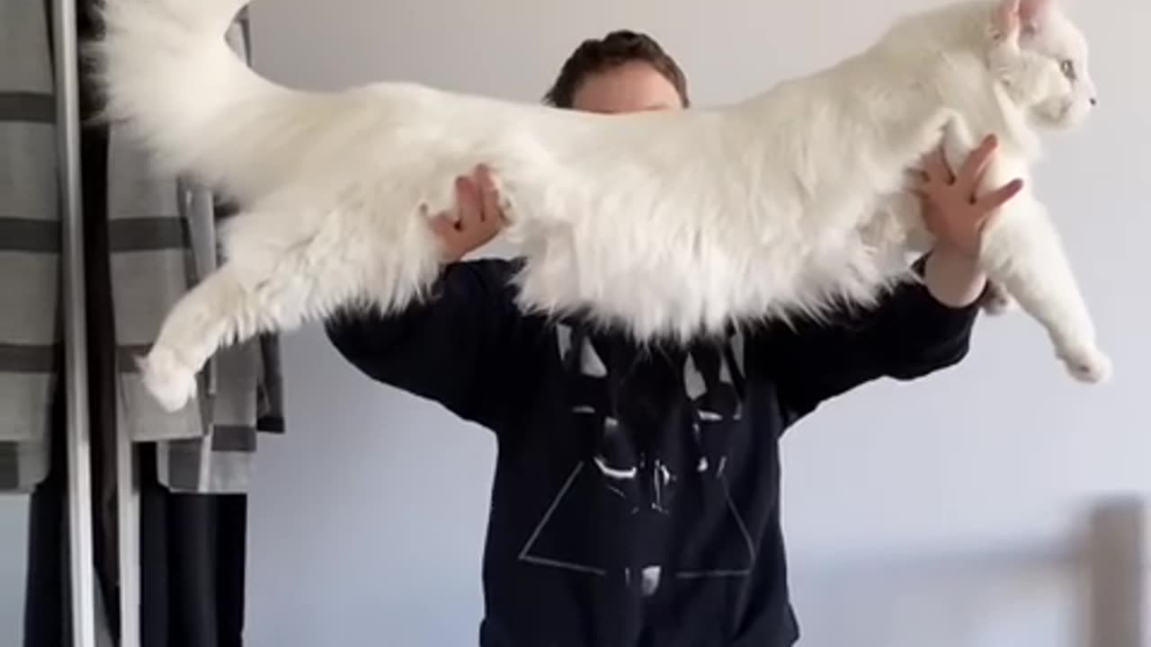 How big is Maine Coon cat female?