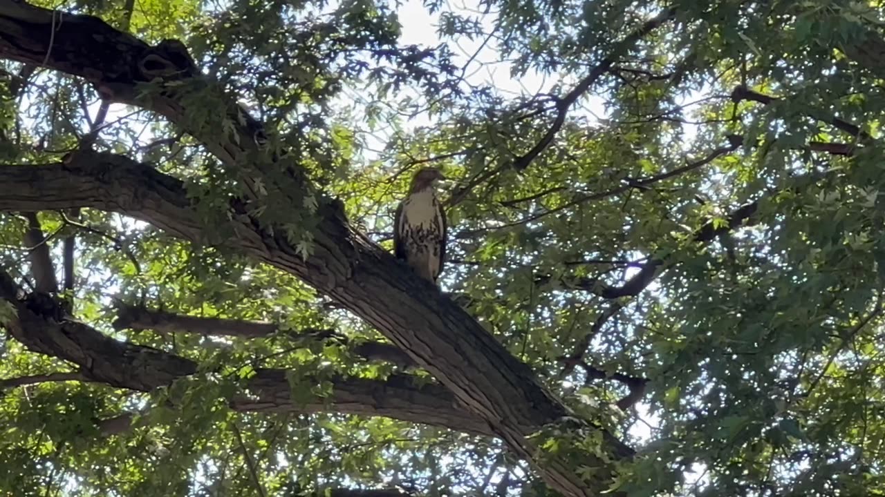 Spotted a rough legged hawk searching for a meal