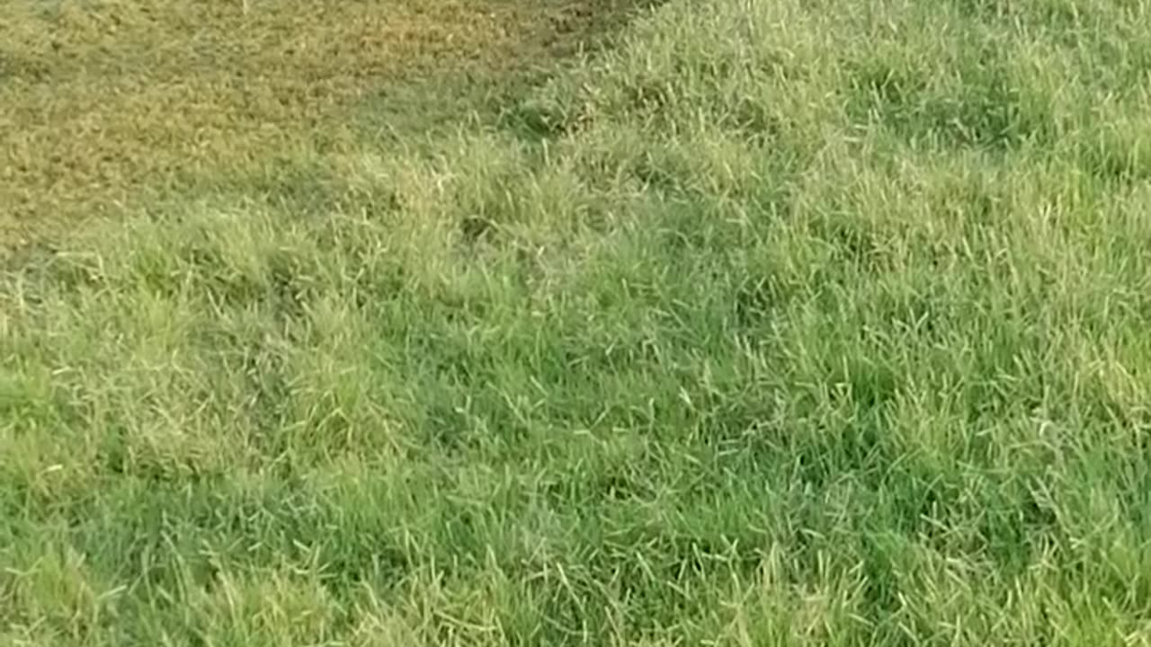 Good Morning in the fresh and cool Grassy Park
