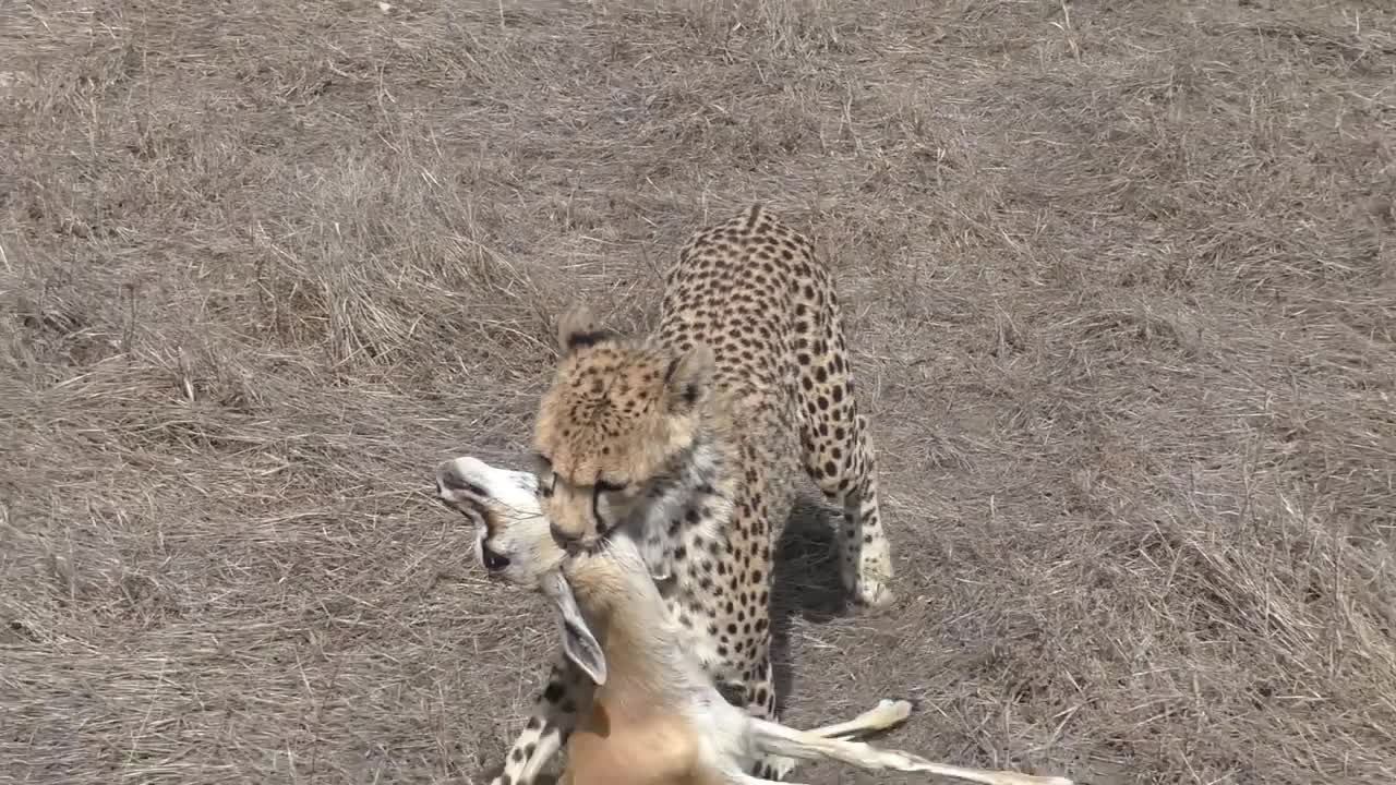 Cheetah Kill Right Under Our Car-5