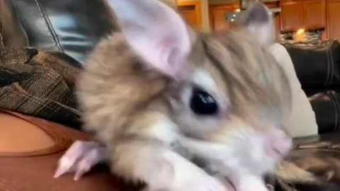 The cutest kangaroo mouse!