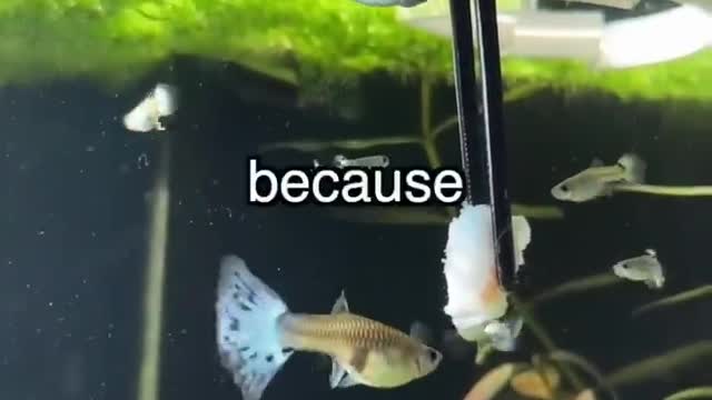 How I discovered my Fish went Blind