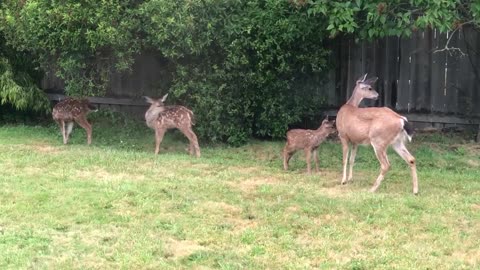 Babysitting Doe in my (her) yard.