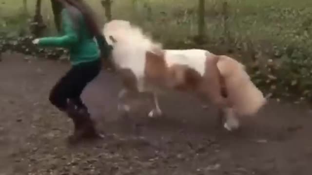 Horse SOO Cute! Cute And funny horse Videos Compilation cute moment