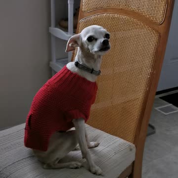 Spud nick wants his breakfast