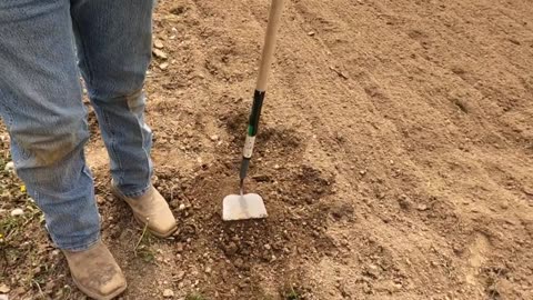 Planting Wildflowers