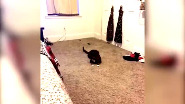 Funny cats videos that make me laugh uncontrollably