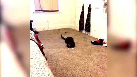 Funny cats videos that make me laugh uncontrollably