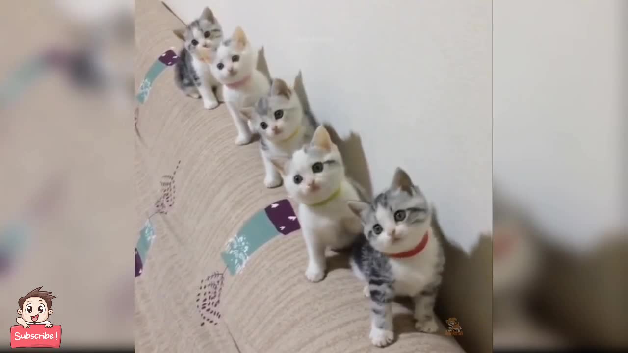 Baby Cats - Cute and Funny Cat Videos Compilation #1