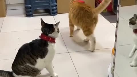 What is the fight between cats like?