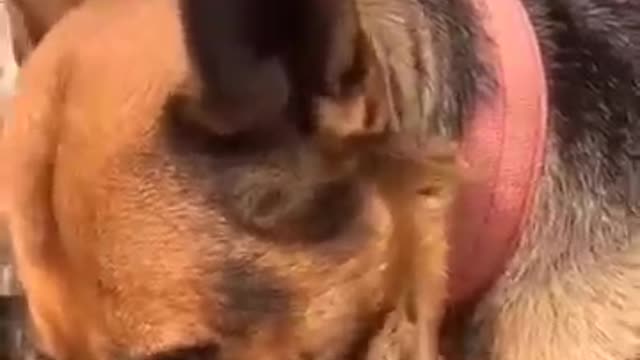 Amazing dog