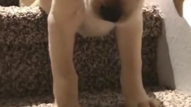 It was so funny the way it came down the stairs