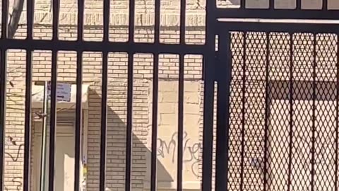Adamsville, Bronx.. 👀