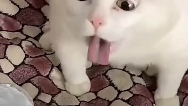 cats funny and intersting clips