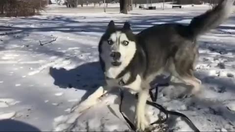 huskies' pet pet cold knowledge