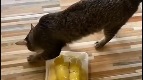 New funny videos of cats and dogs 🤣🤣