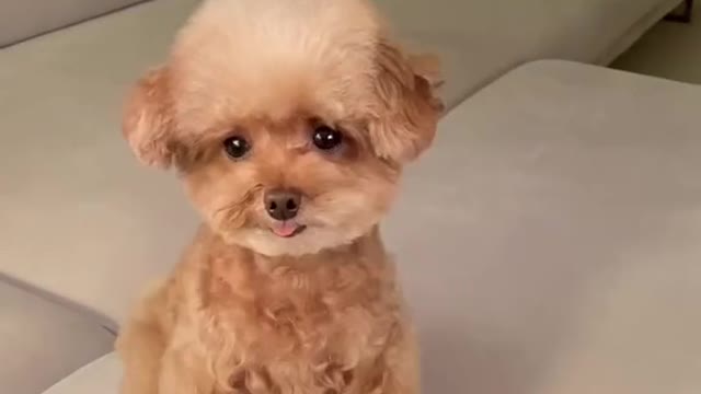 Funny Puppy Reaction