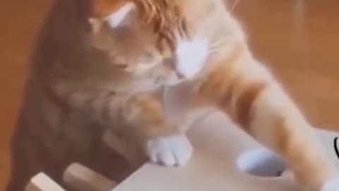 Funny Cat Videos 3 | Cute Cat Videos