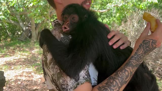 Monkey Suprises Man With Hug