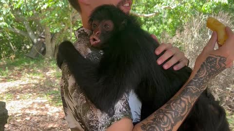 Monkey Suprises Man With Hug