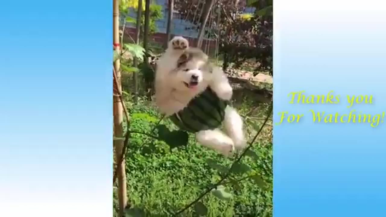 Funny and Cute animal's videos