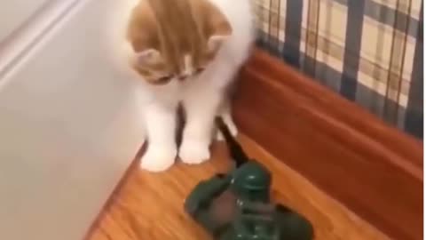 Funny Cat Compilation Video