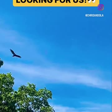 VULTURE SOARING ABOVE