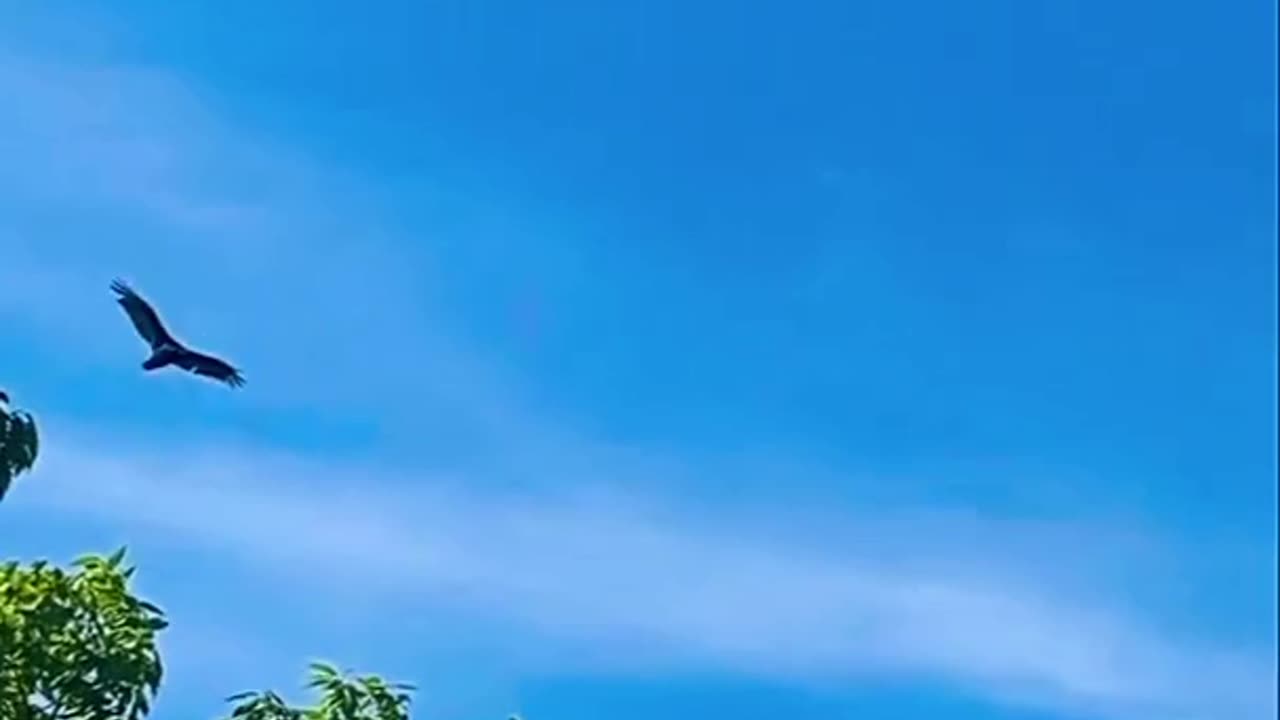 VULTURE SOARING ABOVE