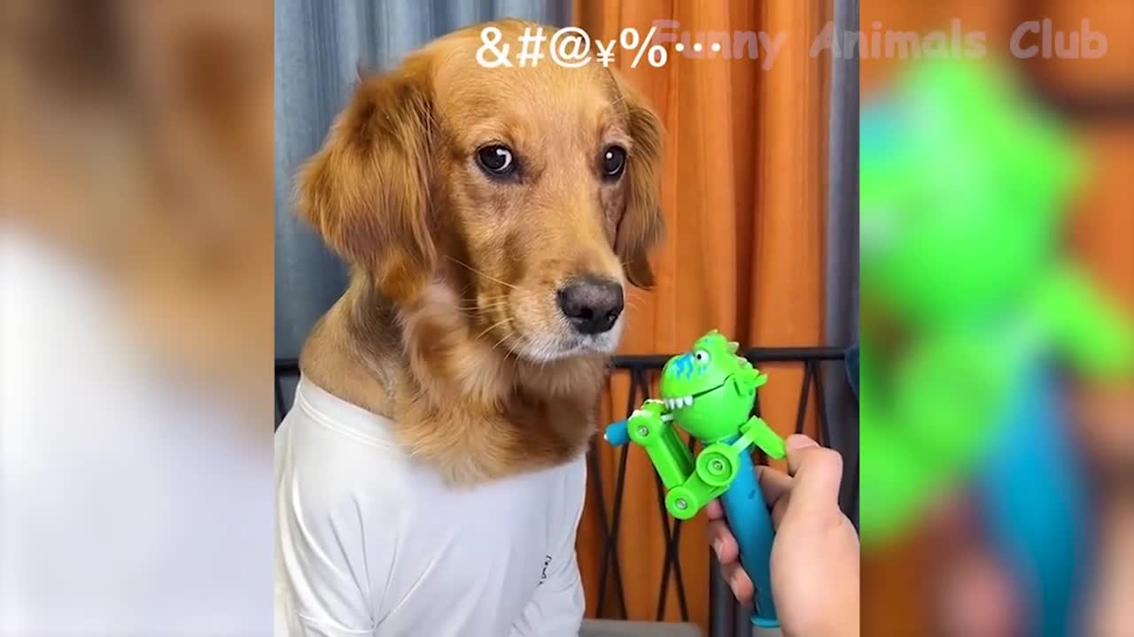 FUNNY CATS