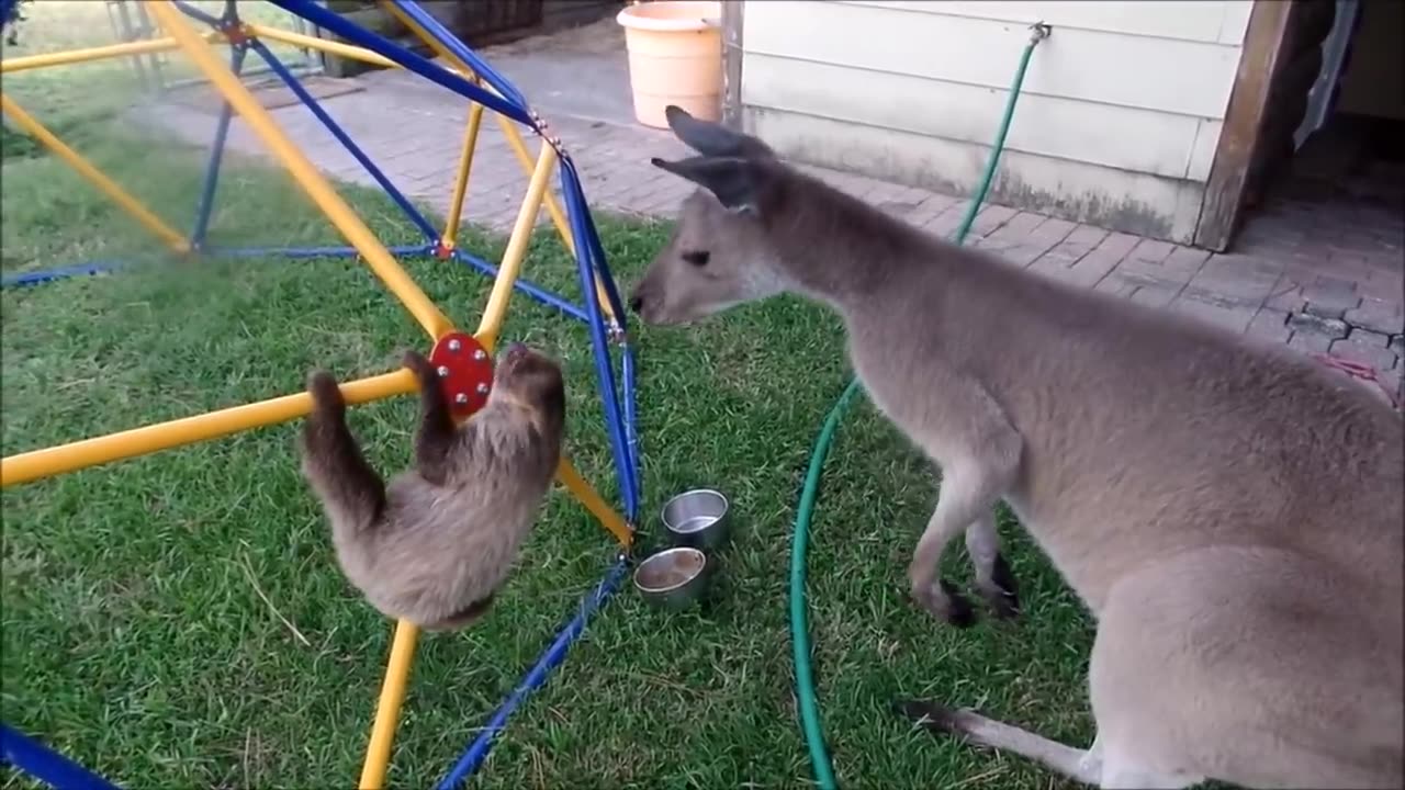 Baby sloths being sloths